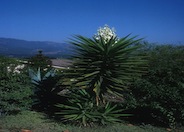 Yucca gloriosa