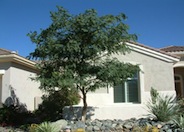 Tipu Tree