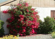 Bougainvillea spectablis 'Magenta'