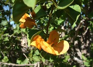 Bougainvillea 'California Gold'