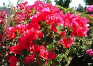 Bougainvillea 'San Diego Red'