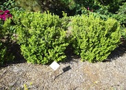 Buxus microphylla japonica