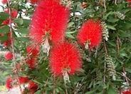 Callistemon citrinus