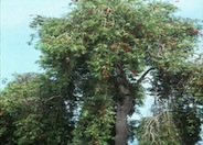 Callistemon viminalis